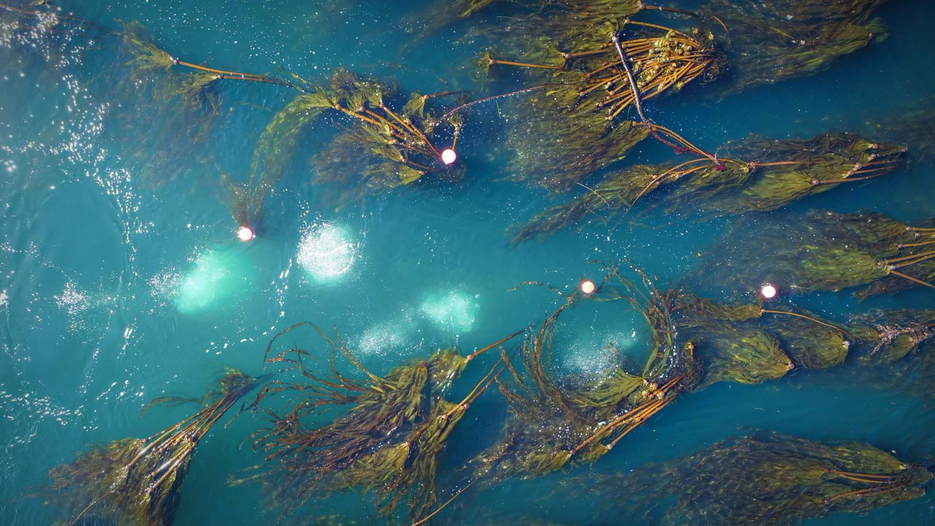 Parks Canada Gwaii Haanas Haida Gwaii Kelp Forest Alliance